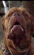 Beasley the Dog